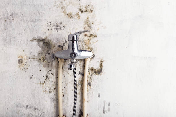 Best Mold Testing  in Bellevle, IL