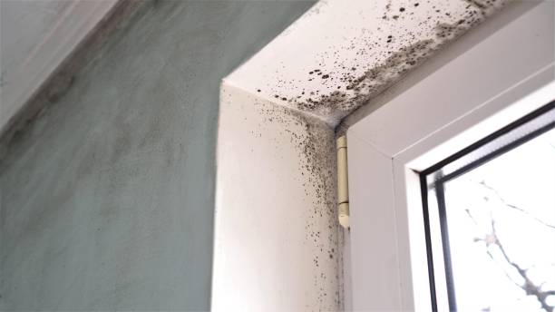 Home Mold Removal in Belleville, IL