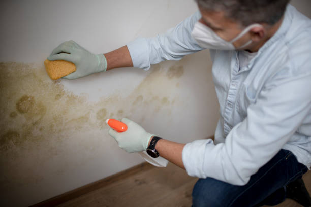Best Same-Day Mold Removal  in Bellevle, IL