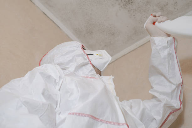 Certified Mold Removal in Belleville, IL