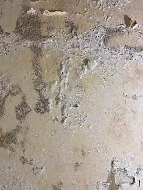 Best Black Mold Removal  in Bellevle, IL